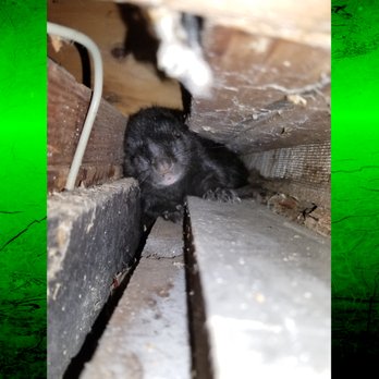 Hoke Pest Control - Pest Control Near Me - Portage, Michigan Hoke Pest Control - Pest Control Near Me - Portage, Michigan