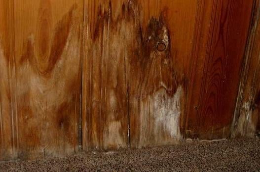 AMT Mold Testing & Indoor Air Quality Consulting - mold inspector in Huntingdon Valley, PA