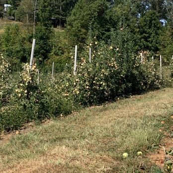 Mercier Orchards - Apple orchards - Bakeries Near Me - Blue Ridge, Georgia