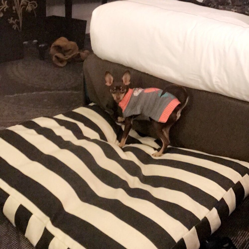 Kimpton Hotel Monaco Pittsburgh - They spoil her more than I do. - Hotels Near Me - Pittsburgh, Pennsylvania Kimpton Hotel Monaco Pittsburgh - They spoil her more than I do. - Hotels Near Me - Pittsburgh, Pennsylvania