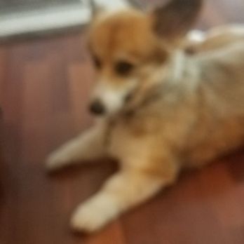 Petco - After - Pet Training Near Me - Huntersville, North Carolina