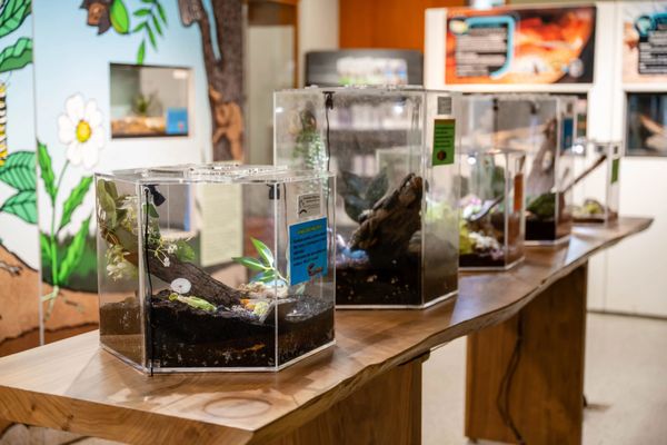 Texas Discovery Gardens at Fair Park by null