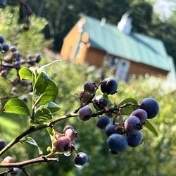 Sweet Season Farm