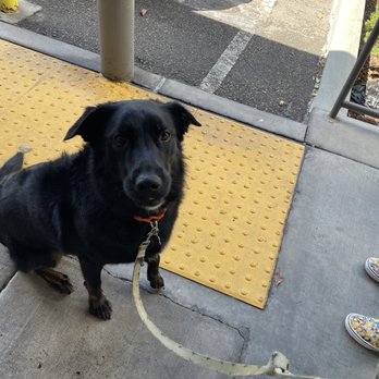 Healthy Spot - Silverlake - Outside after her grooming. - Pet Groomers Near Me - Los Angeles, California Healthy Spot - Silverlake - Outside after her grooming. - Pet Groomers Near Me - Los Angeles, California