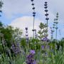 Photo of Johnnycake Lavender