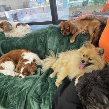Bratpak Dog Kamp - Pet Training Near Me - Henderson, Nevada