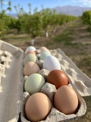 Gilcrease Orchard by null