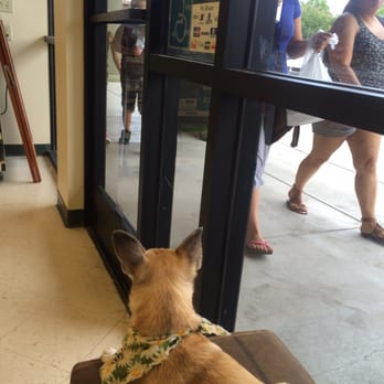 Apricot Veterinary Clinic - Watching the simple Patterson town crowd go by. - Veterinarians Near Me - Patterson, California