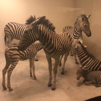 Field Museum - Museums Near Me - Chicago, Illinois
