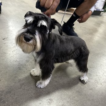 Jesse's Pet Grooming - Pet Groomers Near Me - Los Angeles, California