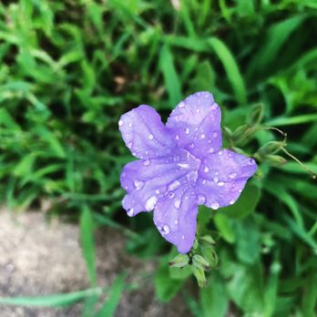 Slingblade Landscapes - Post rain storm - Landscaping Near Me - Austin, Texas Slingblade Landscapes - Post rain storm - Landscaping Near Me - Austin, Texas