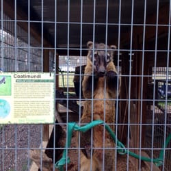 Jubilee Zoo Petting Zoo & Playplace - The Coatimundi likes me