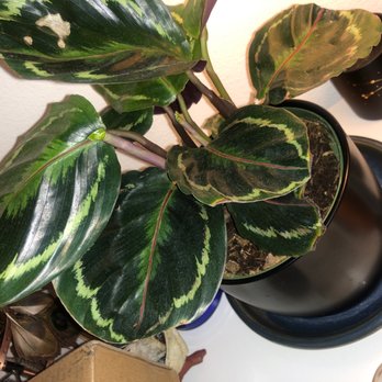 The Green Place - I know, I chose the sassiest plant. But my calathea medallion is happy and thriving 2 months later *points to new growth. - Nurseries & Gardening Near Me - Fullerton, California The Green Place - I know, I chose the sassiest plant. But my calathea medallion is happy and thriving 2 months later *points to new growth. - Nurseries & Gardening Near Me - Fullerton, California