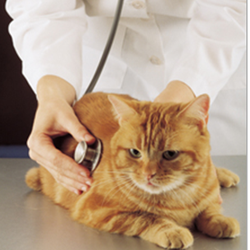 Abingdon Animal Clinic