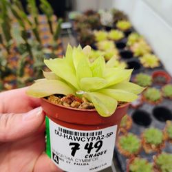 Centre de Jardin Floreal - Cute, but I didn't get it.