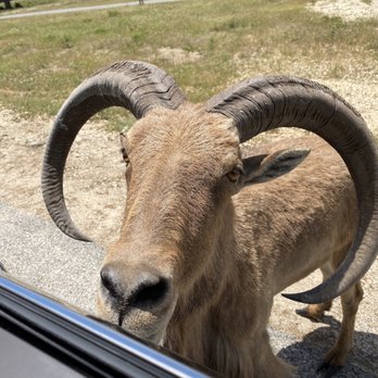 Fossil Rim Wildlife Center - Zoos Near Me - Glen Rose, Texas Fossil Rim Wildlife Center - Zoos Near Me - Glen Rose, Texas