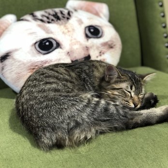 Orlando Cat Cafe - Animal Shelters Near Me - Clermont, Florida Orlando Cat Cafe - Animal Shelters Near Me - Clermont, Florida
