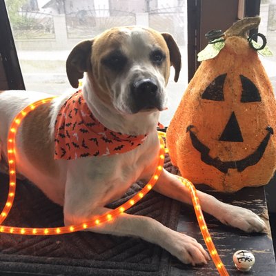 american dog grooming