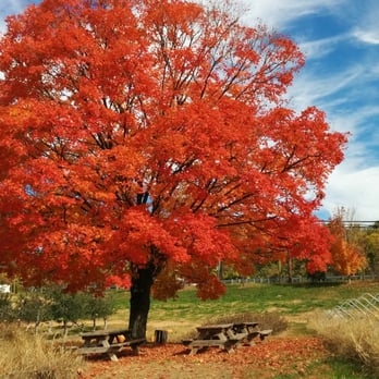 Heyser Farms - Our Maple Tree in Fall - Farmers Market Near Me - Silver Spring, Maryland