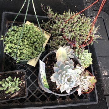 Martinez Nursery - I dont know the name of the other succulents but they are pretty cute :) - Nurseries & Gardening Near Me - Buena Park, California Martinez Nursery - I dont know the name of the other succulents but they are pretty cute :) - Nurseries & Gardening Near Me - Buena Park, California
