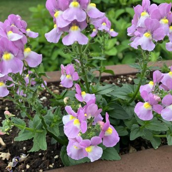 Basecamp Brewing - Patio flowers - Brewpubs Near Me - Lincoln, New Hampshire