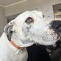 Photo of Dog’gone Good