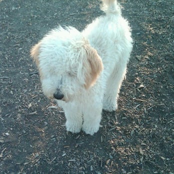 Doggie Styles - Baby Dollie loves Doggie Styles - Pet Groomers Near Me - Mill Valley, California Doggie Styles - Baby Dollie loves Doggie Styles - Pet Groomers Near Me - Mill Valley, California