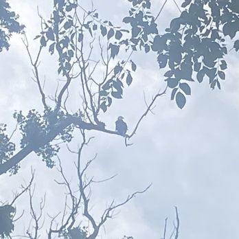Grand Ravines North County Park - Bald Eagle! - Parks Near Me - Jenison, Michigan