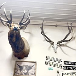 Castle Mountain Grocery - Obligatory mounted head collection.