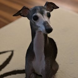 HealthySmiles Pet Dental