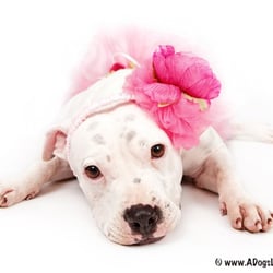 A Dog's Life Photography