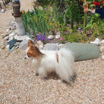 Paw Purrfection - Pet Groomers Near Me - Carlsbad, California Paw Purrfection - Pet Groomers Near Me - Carlsbad, California