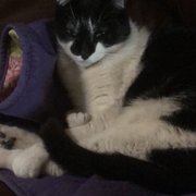 Photo of Prestigious Pets - Dallas, TX, United States