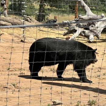 Lions Tigers & Bears - Bear - Community Service/Non-Profit Near Me - Alpine, California
