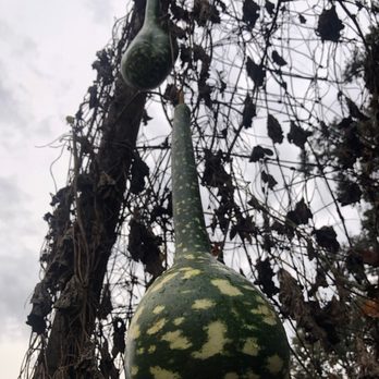 The Patch - Neat hanging gourd archway. - Pumpkin Patches Near Me - Woodland, Washington The Patch - Neat hanging gourd archway. - Pumpkin Patches Near Me - Woodland, Washington