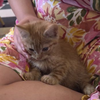 The Purrfect Pour Cat Cafe - orange kitty - Themed Cafes Near Me - Lincolnton, North Carolina
