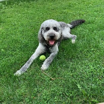 All Paw Spa - Pet Groomers Near Me - Ferndale, Michigan