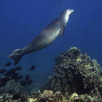 Maui Pacific Divers - The rare and endangered Hawaiian monk seal - Boat Tours Near Me - Maalaea, Hawaii Maui Pacific Divers - The rare and endangered Hawaiian monk seal - Boat Tours Near Me - Maalaea, Hawaii
