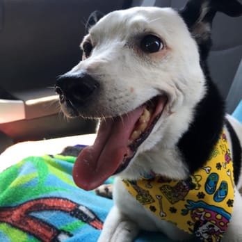 Essential Grooming - Little Jerry after his appointment! - Pet Groomers Near Me - Santee, California