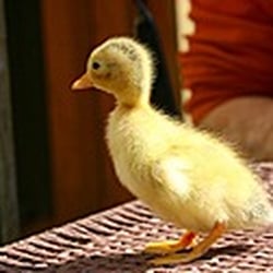 China-Restaurant Peking Ente