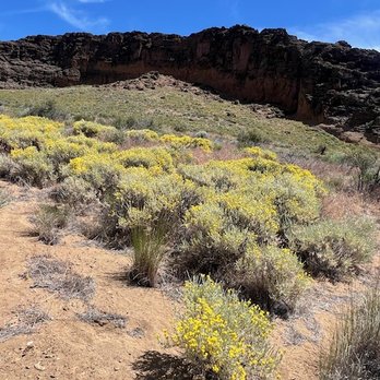 Fort Rock State Park - Wild buckwheat - Landmarks & Historical Buildings Near Me - Fort Rock, Oregon Fort Rock State Park - Wild buckwheat - Landmarks & Historical Buildings Near Me - Fort Rock, Oregon