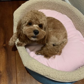 PetSmart - Pet Stores Near Me - San Jose, California