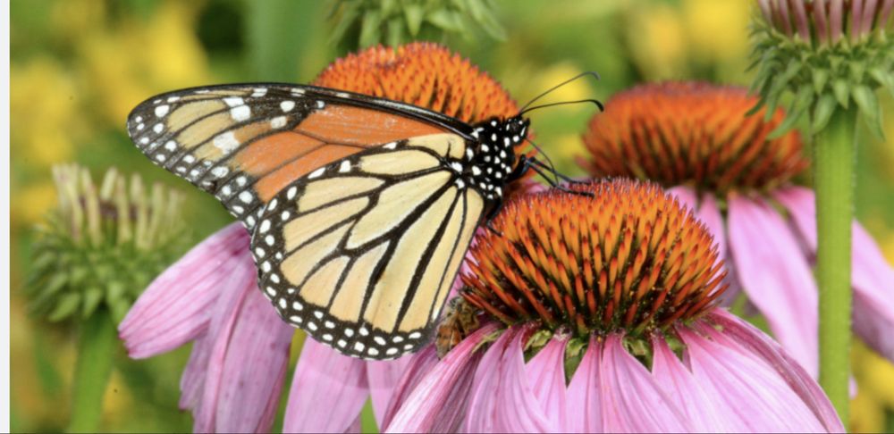 W.G. Arborist Consultants - tree service in Fort Lauderdale, FL