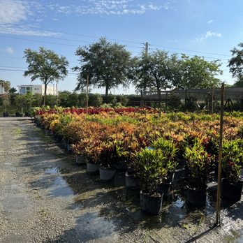 Perfect Choice Nursery - Nurseries & Gardening Near Me - Southwest Ranches, Florida Perfect Choice Nursery - Nurseries & Gardening Near Me - Southwest Ranches, Florida