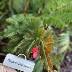 USF Botanical Gardens