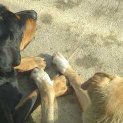 Paramount Dog Training