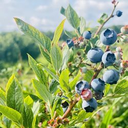 Gold Barn Blueberries
