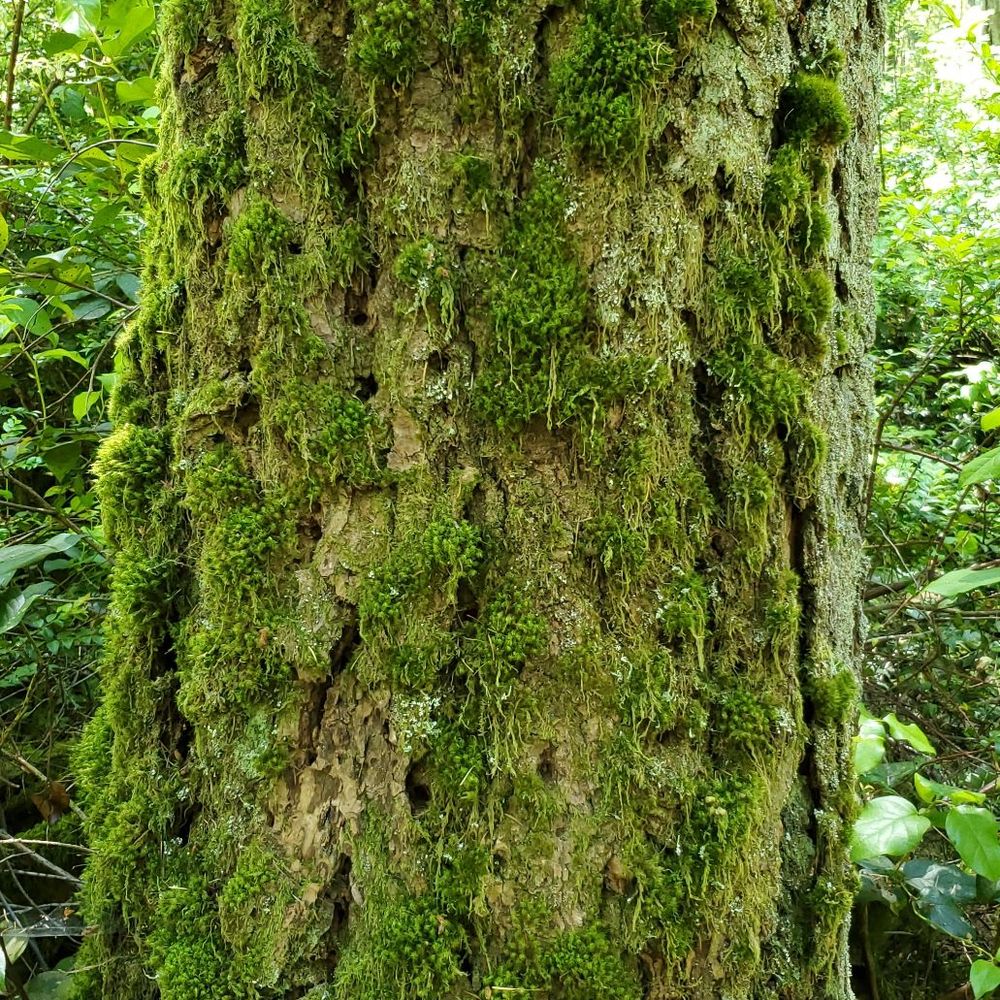 McCormick Forest Park - Mossy trees - Parks Near Me - Gig Harbor, Washington McCormick Forest Park - Mossy trees - Parks Near Me - Gig Harbor, Washington
