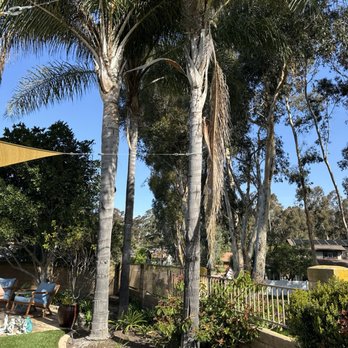 Active Landscape And Tree Service - Old uncared for sad palm trees - Tree Services Near Me Active Landscape And Tree Service - Old uncared for sad palm trees - Tree Services Near Me