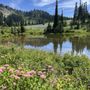 Photo of Tipsoo Lake